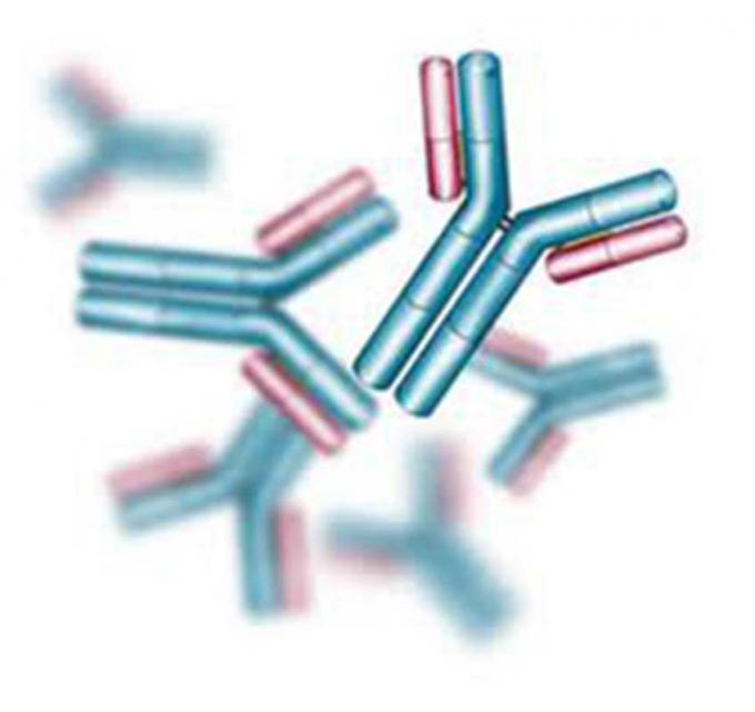 Anticorps monoclonal d'hybridome de véronal de souris anti- pour l'analyse de la FIA
