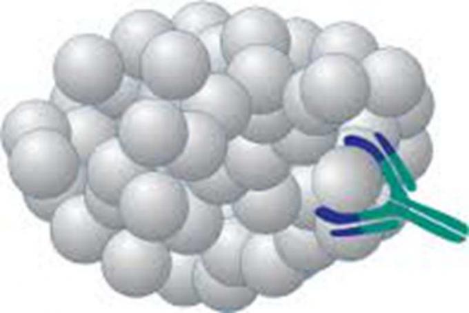 Anticorps monoclonal d'hybridome d'antigène de Methaqualonum de souris anti- pour la recherche d'IVD