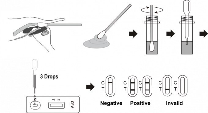 Kits rapides d'essai d'antigène canin de Parvovirus (Cpv), cassette rapide d'essai de couleur blanche avec la fenêtre d'essai