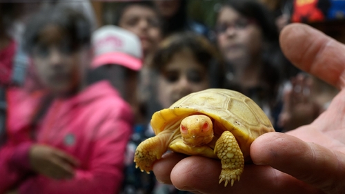 Latest company news about La tortue géante rare et jamais-avant-vue de Galapagos albinos de bébé debuts au zoo de la Suisse