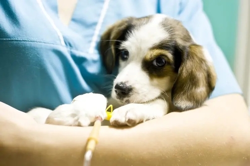 Dernières nouvelles de l'entreprise Le virus de mystère tue des douzaines de chiens — en grande partie chiots au Michigan