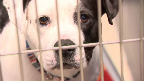 Dernières nouvelles de l'entreprise Parvo a blâmé des douzaines des décès de chien au Michigan : Quel animal familier les propriétaires devraient connaître