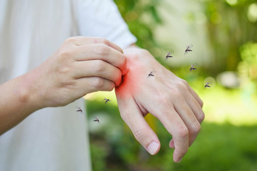 Latest company news about La salive de moustique peut supprimer notre système immunitaire