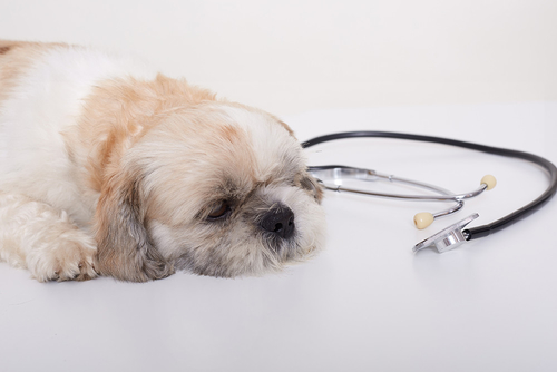 Dernières nouvelles de l'entreprise Maladie respiratoire inconnue chez le chien: ce qu'il faut savoir