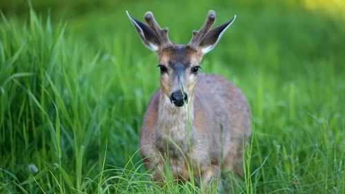 Dernières nouvelles de l'entreprise La maladie du cerf zombie: une menace silencieuse pour la faune et la santé