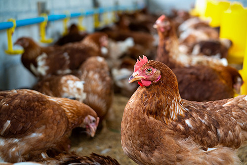Dernières nouvelles de l'entreprise Menace émergente: troisième cas humain de H5N1 confirmé