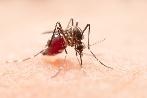 Latest company news about Le virus du Nil occidental: un problème de santé mondial