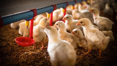 Latest company news about L'apparition de la grippe aviaire H5N1: une préoccupation croissante pour la santé publique