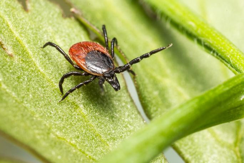 Dernières nouvelles de l'entreprise Comprendre la maladie de Lyme: causes, symptômes et prévention