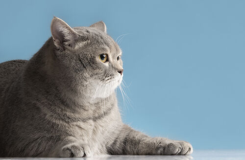 Derniers blogs de l'entreprise sur Journée internationale du chat: protéger la santé des chats grâce à la sensibilisation et aux tests rapides