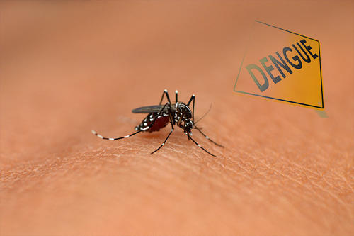 Latest company news about Comment détecter et diagnostiquer des symptômes de fièvre dengue ?