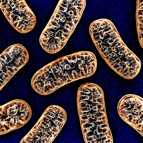Dernières nouvelles de l'entreprise L'ADN mitochondrique est marqueur tôt de la maladie COVID-19 grave
